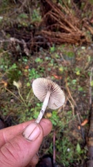 Psilocybe serbica