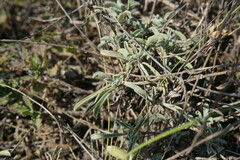 Linum pallasianum