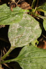 Golovinomyces sordidus