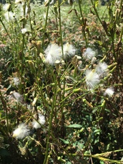 Erechtites hieraciifolius