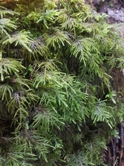 Thamnobryum alopecurum