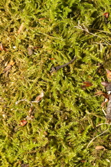 Kindbergia praelonga