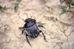Scarabaeus laticollis