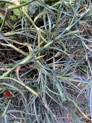 Salix eleagnos