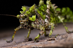 Trachyzulpha fruhstorferi