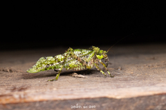 Trachyzulpha fruhstorferi