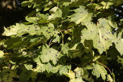 Aceria pseudoplatani