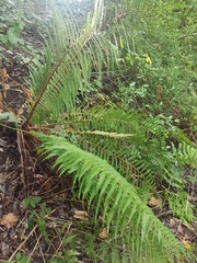 Dryopteris affinis borreri