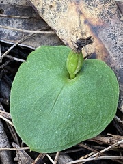 Corybas