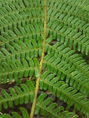 Dryopteris affinis borreri