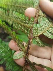 Dryopteris affinis borreri