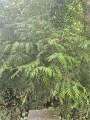 Cupressaceae