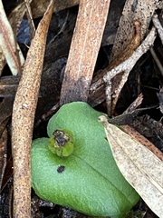 Corybas