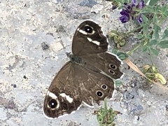 Satyrinae