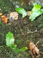 Asplenium scolopendrium