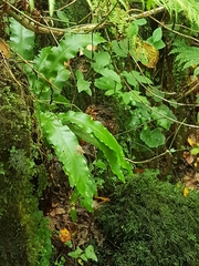 Asplenium scolopendrium