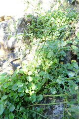 Cardamine raphanifolia acris