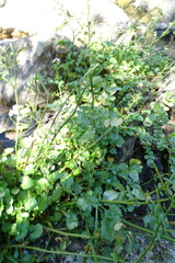 Cardamine raphanifolia acris