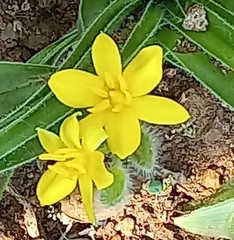 Hypoxis