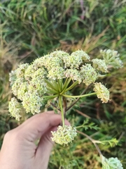 Apiaceae