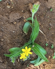Hypoxis