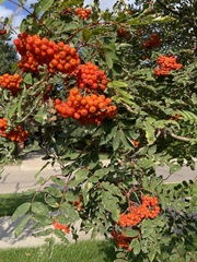 Sorbus decora
