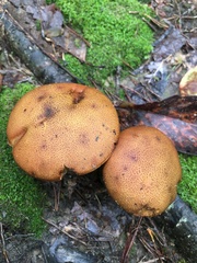 Pseudoboletus parasiticus