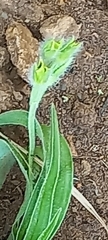 Hypoxis