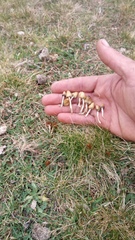 Psilocybe semilanceata