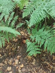 Dryopteris dilatata