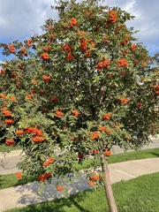 Sorbus decora