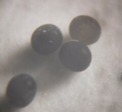 Pharmacis aemilianus