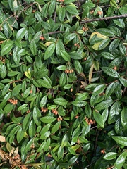 Cotoneaster salicifolius