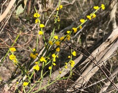 Acacia spinescens