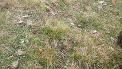 Psilocybe semilanceata