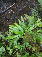 Asplenium scolopendrium scolopendrium