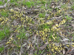 Acacia aculeatissima