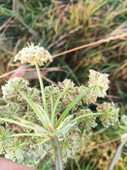 Apiaceae