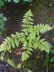 Dryopteris dilatata