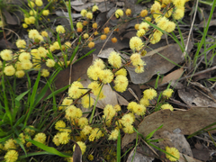Acacia aculeatissima