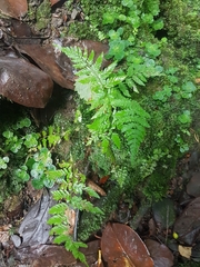 Polypodiopsida