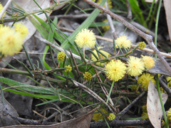 Acacia aculeatissima
