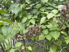 Syringa vulgaris