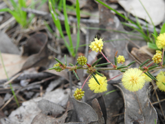 Acacia aculeatissima
