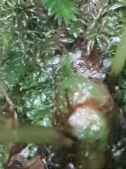 Polypodiopsida
