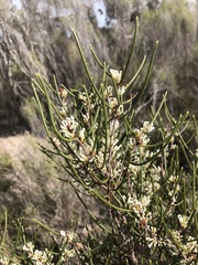 Hakea rostrata
