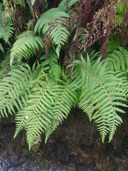 Oreopteris limbosperma