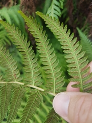 Oreopteris limbosperma