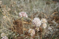 Allium tarkhankuticum