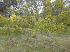 Acacia acinacea